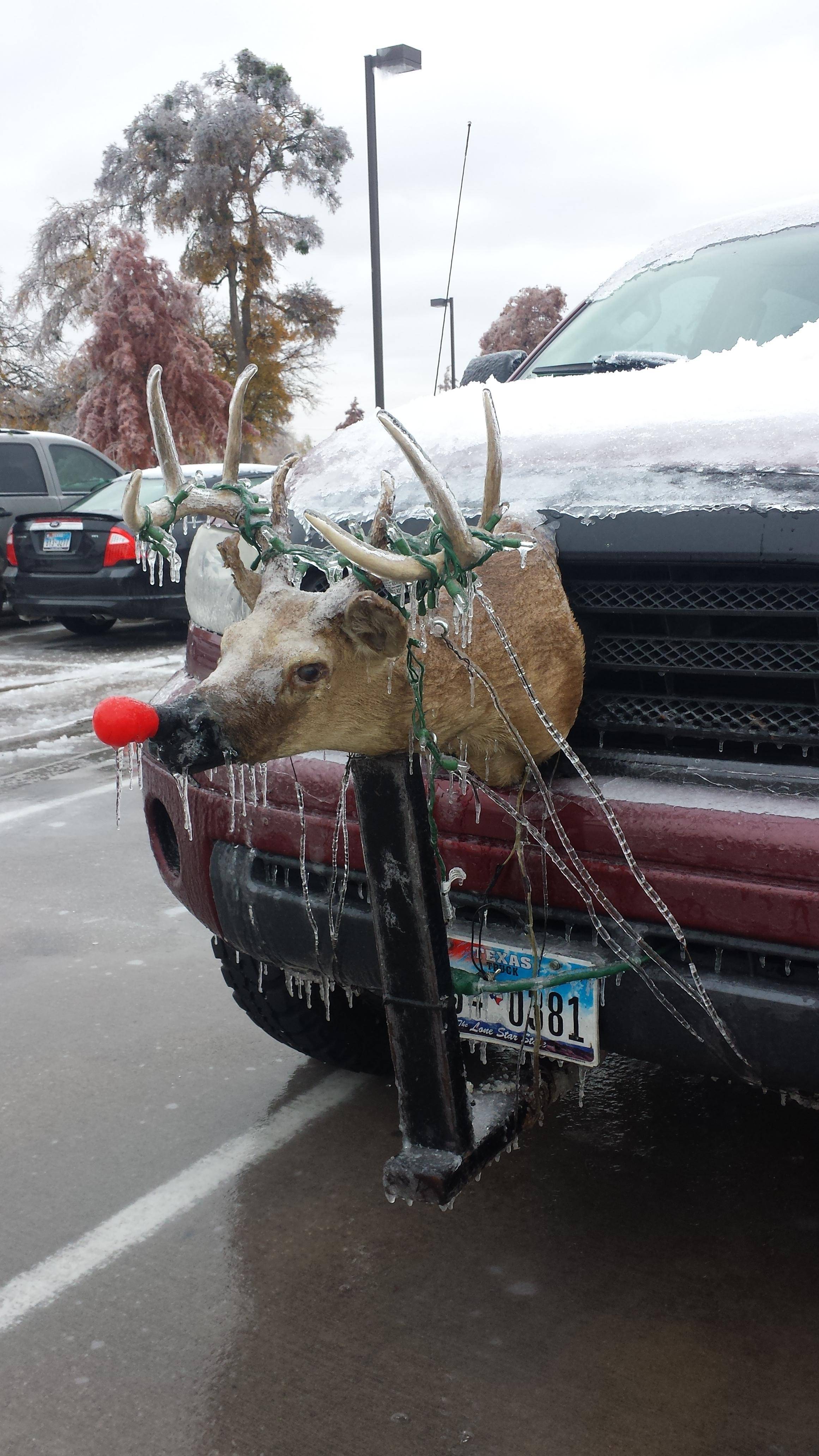 Rudolph the Dead Nose Reindeer - Random Lifestyle